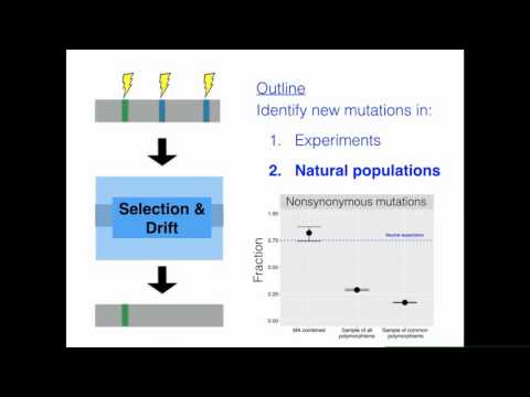 ZJ Assaf: Mutational patterns in Drosophila melanogaster.