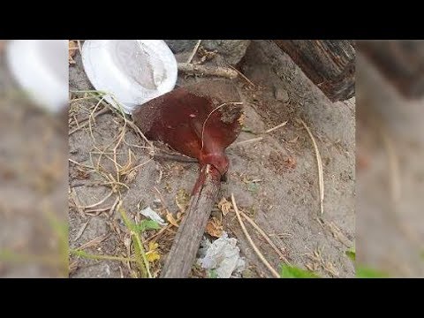 Cachorro fugido de casa é violentado a golpes de enxada