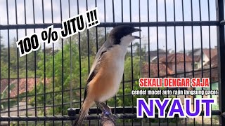 Download lagu cendet gacor FULL MATERI PANJANG MEWAH AMPUH,, PANCINGAN CENDET AGAR BUNYI buat BURUNG PENTET GACOR mp3 Download lagu cendet gacor FULL MATERI PANJANG MEWAH AMPUH,, PANCINGAN CENDET AGAR BUNYI buat BURUNG PENTET GACOR mp3