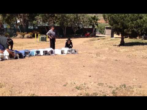 Releasing the Cat Harbor Cats 3-20-15