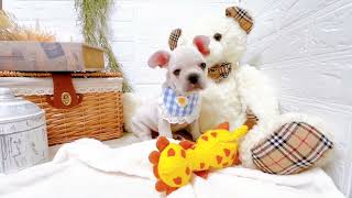 フレンチブルドッグの動画02