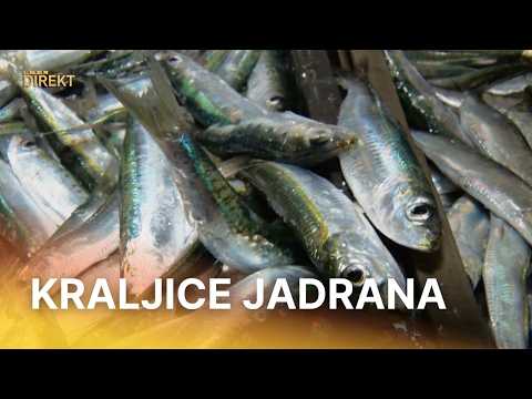 Prosječna srdela smanjila se za 3 centimetra: Ribari otkrili tko je glavni krivac | RTL Direkt