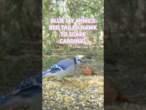 watch this blue jay imitate a red tailed hawk to scare a cardinal 😱 #science #interesting #wildlife