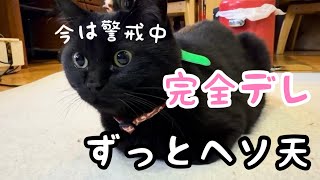 警戒してたキキ、気づいたらずっとへそ天でした