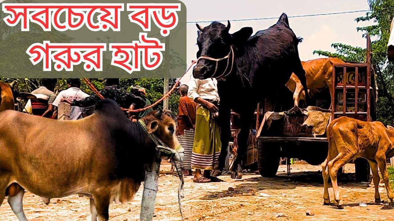 সবচেয়ে বড় কোরবানীর পশুর হাট