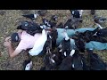 Man Eaten by Ducks/Ducks Attack