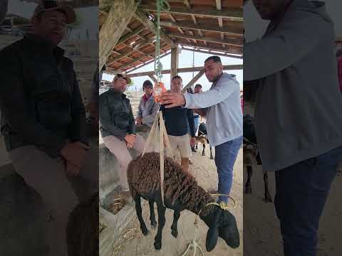 Borrego vendido na balança em Capoeiras-PE