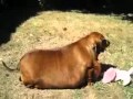 77-Pound Dog Placed on Biggest Loser Diet ...