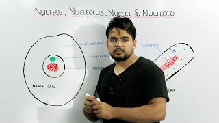 Understanding the Difference Between Nucleus, Nucleolus, Nuclei, and Nucleoid
