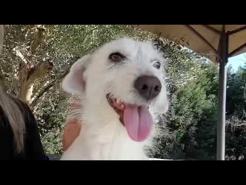 Katjia - Hundegarten Serres e.V.