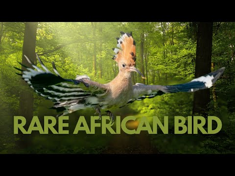 Discovering the African Hoopoe Birds | Unknown Facts About African Hoopoe