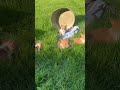 Welsh Corgi Pembroke dogs for sale: Sweet Clover❤️🐾AKC ❤️ - Video 1