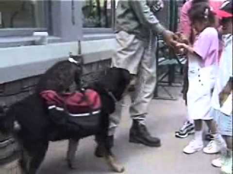 Mouse rides cat rides dog Barry James Hickey.wmv