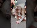 #Short sweet baby monkey cry