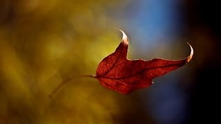 Zindgi  hai dhuan to kya  dinesh shrotriya