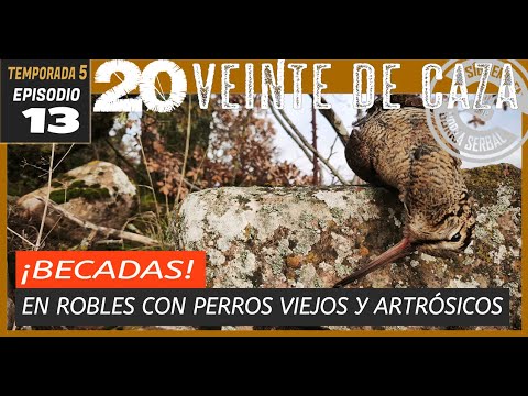 🟤T5|E13.CAZA DE BECADAS Y SORDAS EN ROBLES  CON PERROS VIEJOS, GORDOS Y ARTRÓSICOS. MUY PROFESIONAL