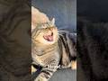 Never A Dull Moment With Penny Some Of Her Randomness I Captured This Week Talkingcat