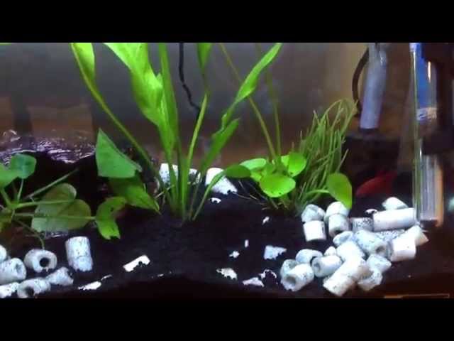 My betta fish tank setup