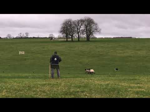 Jack ENF 2020 www.banhamsheepdogs.co.uk