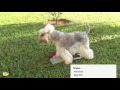 Schnauzer Mediano - El perro schnauzer - miniatura, mediano y gigante