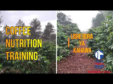 Coffee Farming(Step by step Farming)