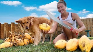 How to Open a Coconut with a Machete (Harvesting King Coconuts) The Best Coconut Water!