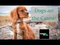 Dogs Are The Cutest 12 Minutes Of Proof Background Noise