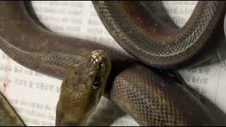 Download the video "Liasis mackloti, commonly known as Macklot's python or the freckled python. Reupload"