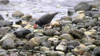 Black Oystercatchers on Whidbey Island, WA