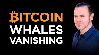 Full Bitcoin cohort evolution chart showing dolphin explosion and whale contraction from January 2020 to May 2026