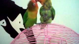 Lovebirds dancing in Ai Se Eu Te Pego (Cennet Papa