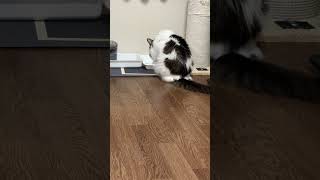 留守番前のご飯を食べる猫【ノル猫ミロシー】 #shorts
