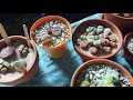 Part 1 of 4 Watering Lithops