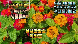 2021년 6월28일 월요일 예쁜식물들 보면서 수다떨어봐요 #양재꽃시장 #식물튜브