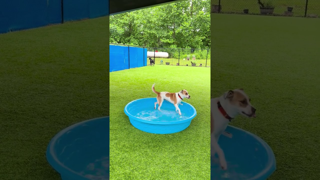 Enlarge Mandy, a Adoptable mixed breed in Ellijay, GA video 2/2