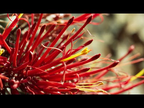 Parasite in the Poo | The Green Planet | BBC Earth