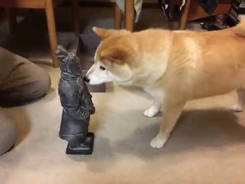 Shiba Inu Cooper vs. Terracotta Warriors 5-31-15