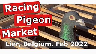Racing Pigeon Market Lier, Belgium (February 2022)