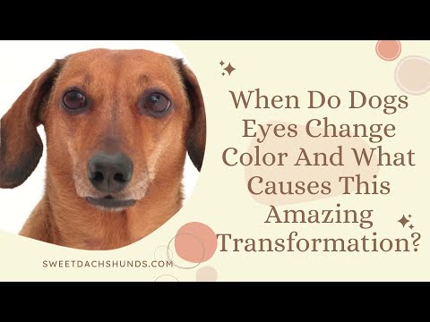 When Do Dogs Eyes Change Color And What Causes This Amazing Transformation?