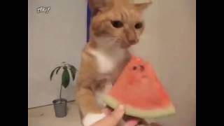 Melon Cat