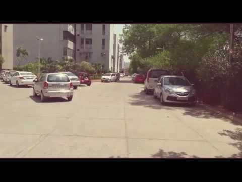 Playing a Game of Fetch with Seven_The Golden Retriever.