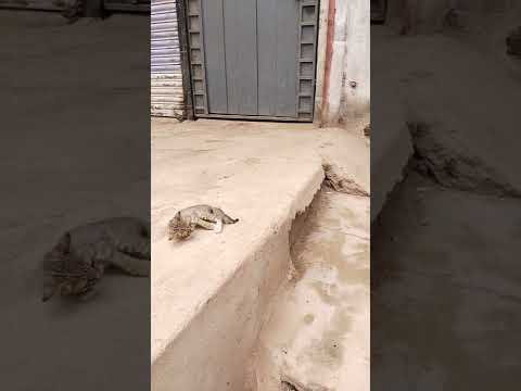 lateef paranch wala çat play