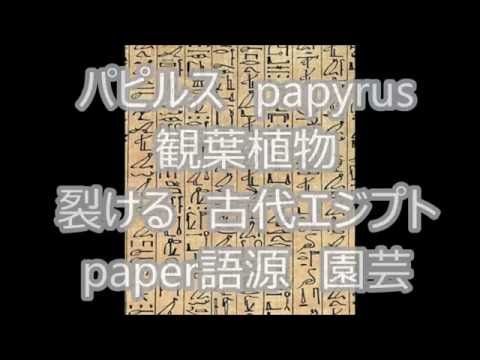 パピルス、パピルス植物 植物
