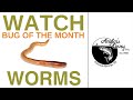 Bug Of The Month - Worms With Ted Demetriou #flyfishing #trout