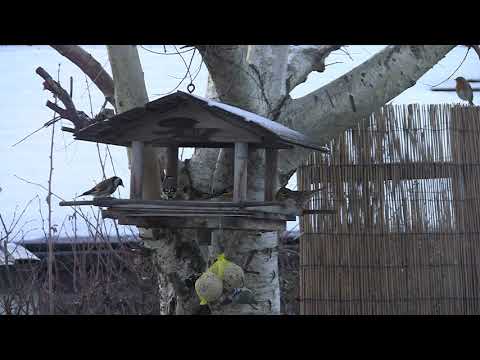 Vögel im Futterhaus/Futterbrett - Winter-Impressionen 2020/2021
