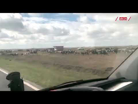 Ovo je Srbija! Krdo krava iznenadilo vozača na putu kod Melenaca