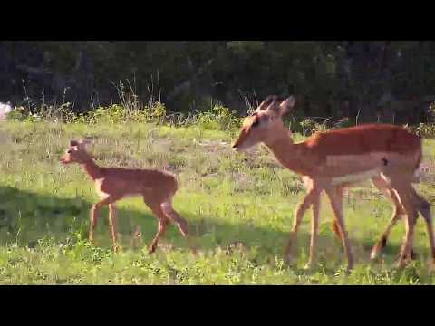 Djuma: Impalas including Floppy-eared lamb - 17:04 - 12/17/19