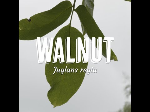 Tree Tuesday thumbnail 7