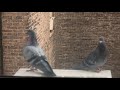 concrete evidence - hexagon goner (official music video)