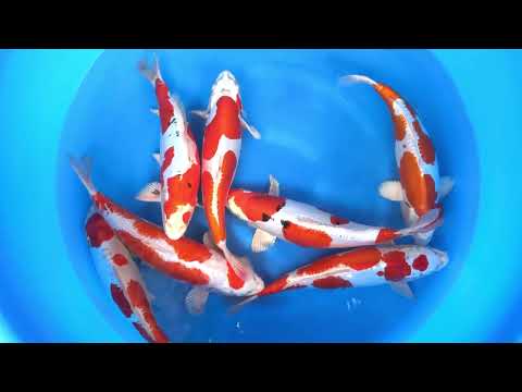 JKS Online Auction: JKS-AC 2025-12-16 - 2Y Kikusui / D Yamatonishiki 40-42 cm